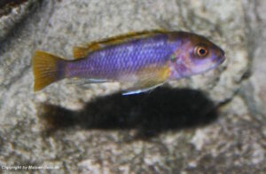 Labidochromis sp. 'mbamba' Mbamba Bay